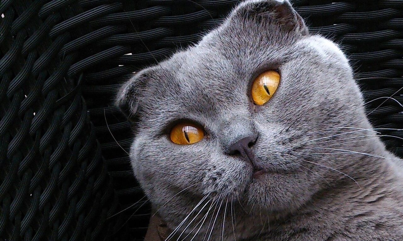 Шотландские вислоухие кошки: характер и описание породы - Блог SUPERPET