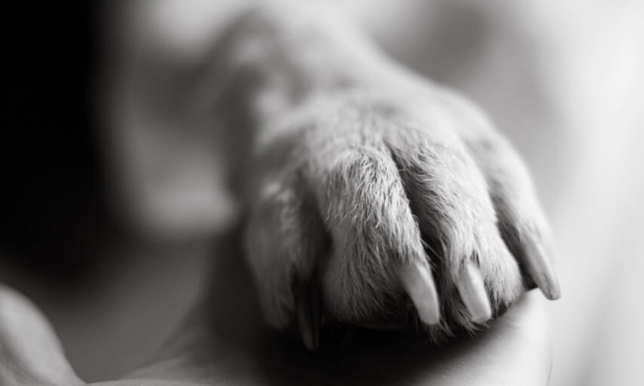 Как узнать, когда нужно попрощаться и усыпить питомца - Блог SUPERPET