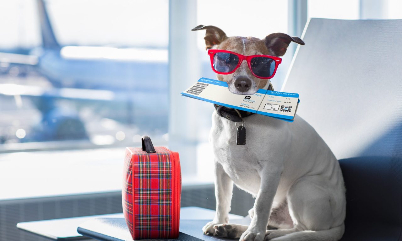Правила перевозки кошек и собак в самолете - Блог SUPERPET