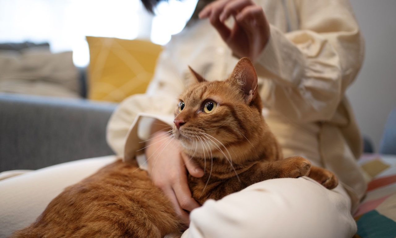 Аллергия у кошек и собак: пищевая или непищевая - Блог SUPERPET