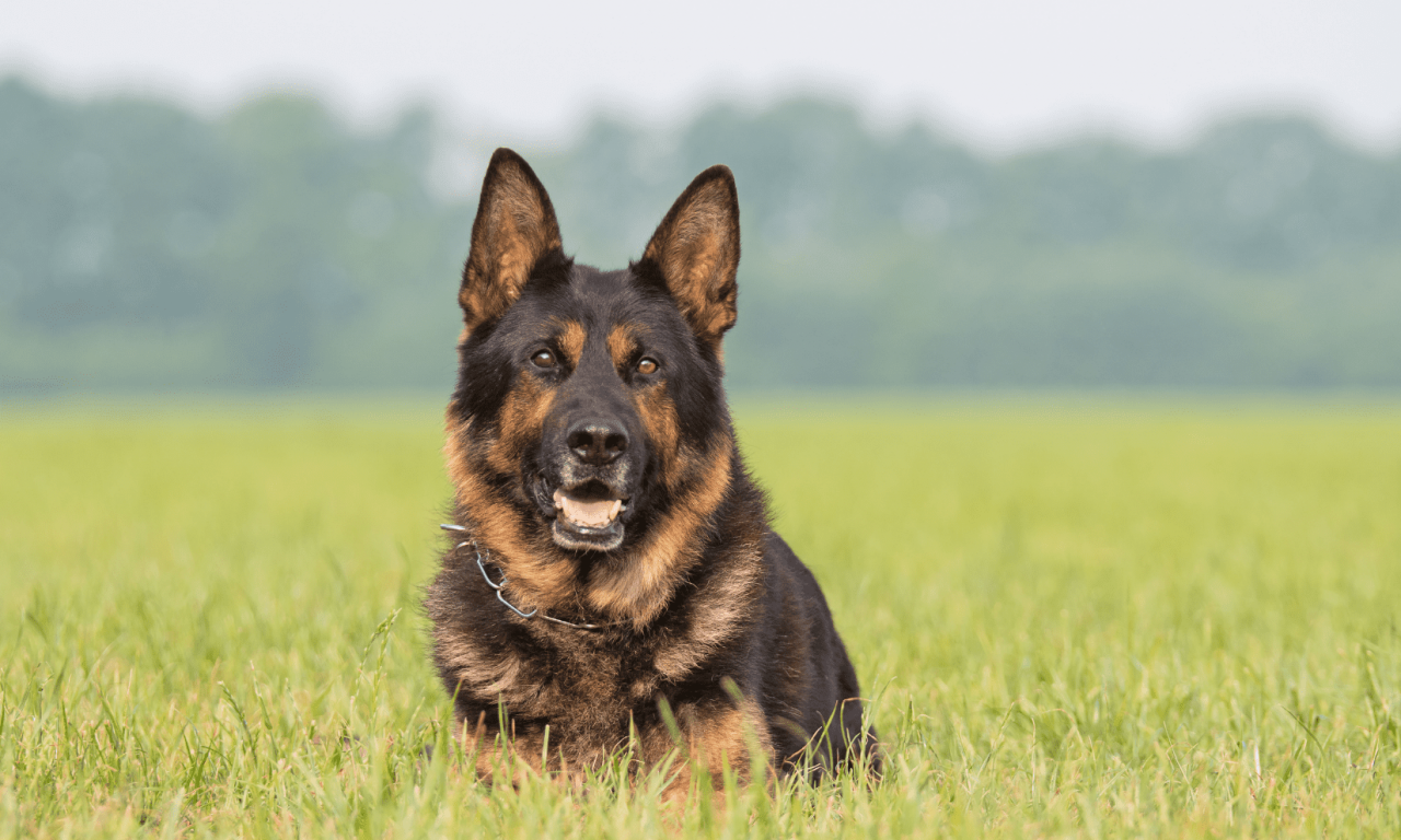 Немецкая овчарка: особенности породы, фото, описание - Блог SUPERPET