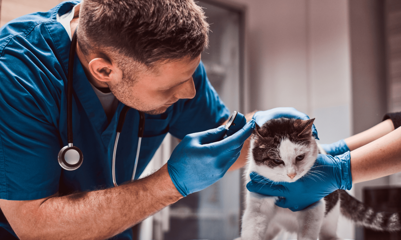 Ушной клещ у кошек: симптомы, лечение, профилактика - Блог SUPERPET