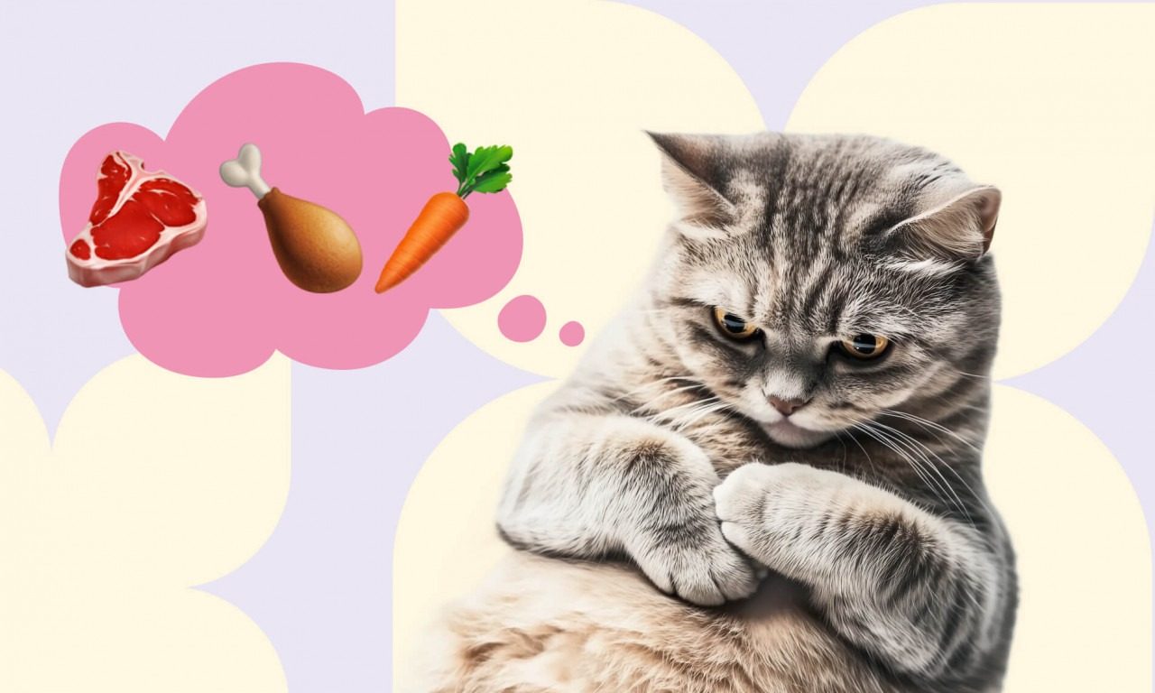 Заболевания ЖКТ у кошек и видотипичный рацион - Блог SUPERPET