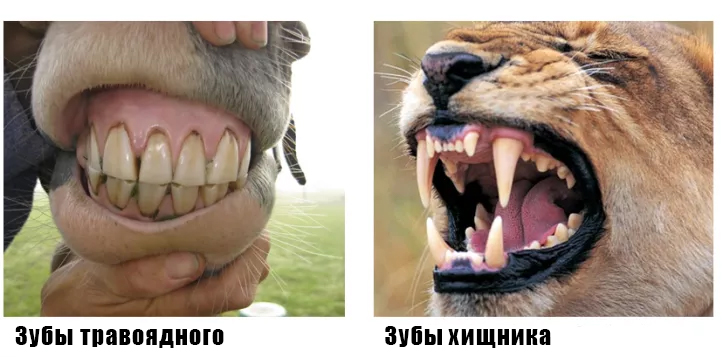 Почему зубы млекопитающих отличаются. Зубы хищников и травоядных. Строение зубов травоядных. Челюсть хищника и травоядного.
