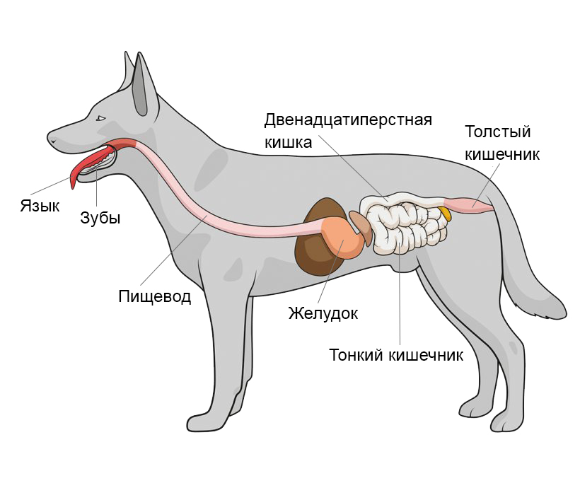 ЖКТ собак включает язык, зубы, пищевод, желудок, тонкий кишечник, толстый кишечник.