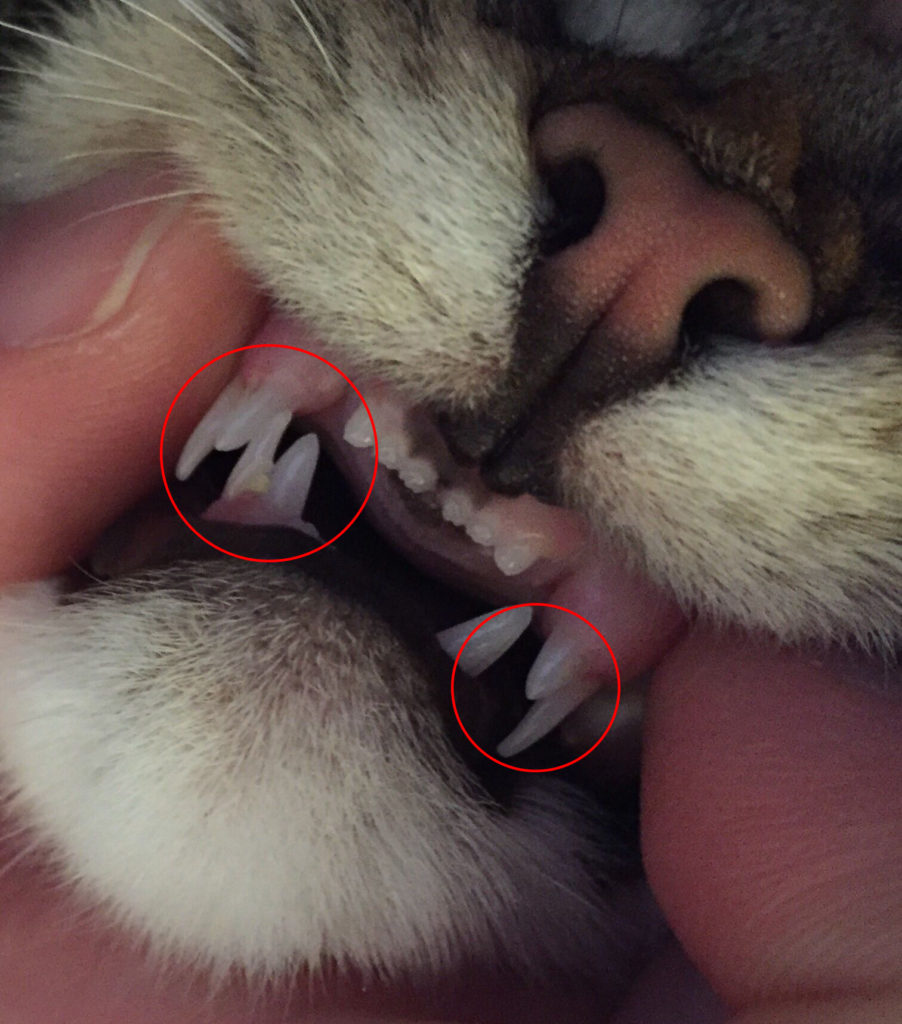 когда у котят меняются зубы