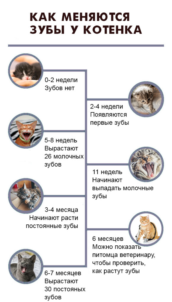 смена зубов у кошек в каком возрасте