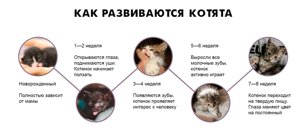 как определить возраст котенка