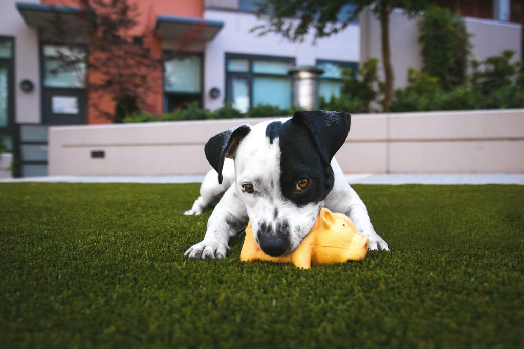Черно-белый щенок с желтой игрушкой-свиньей