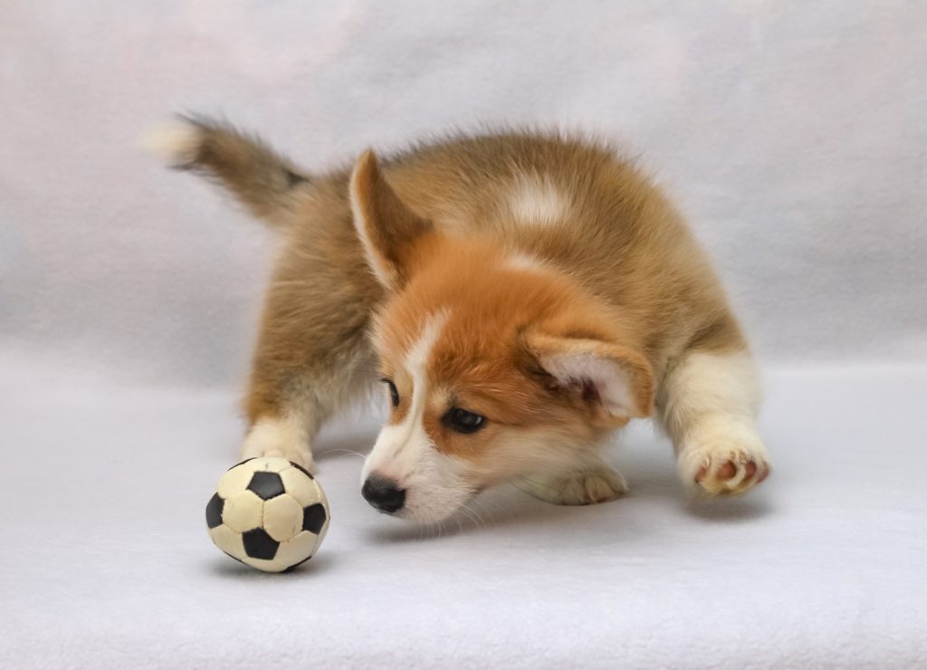 Рыжая собака с мячиком
