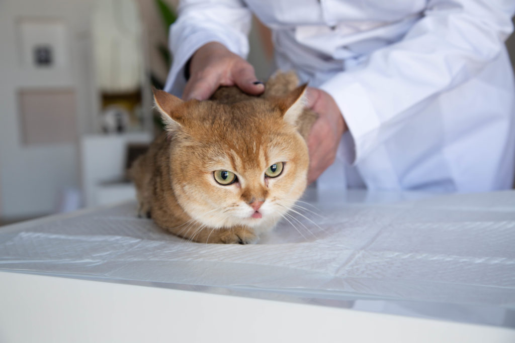 Рыжий кот на ветеринарном столе