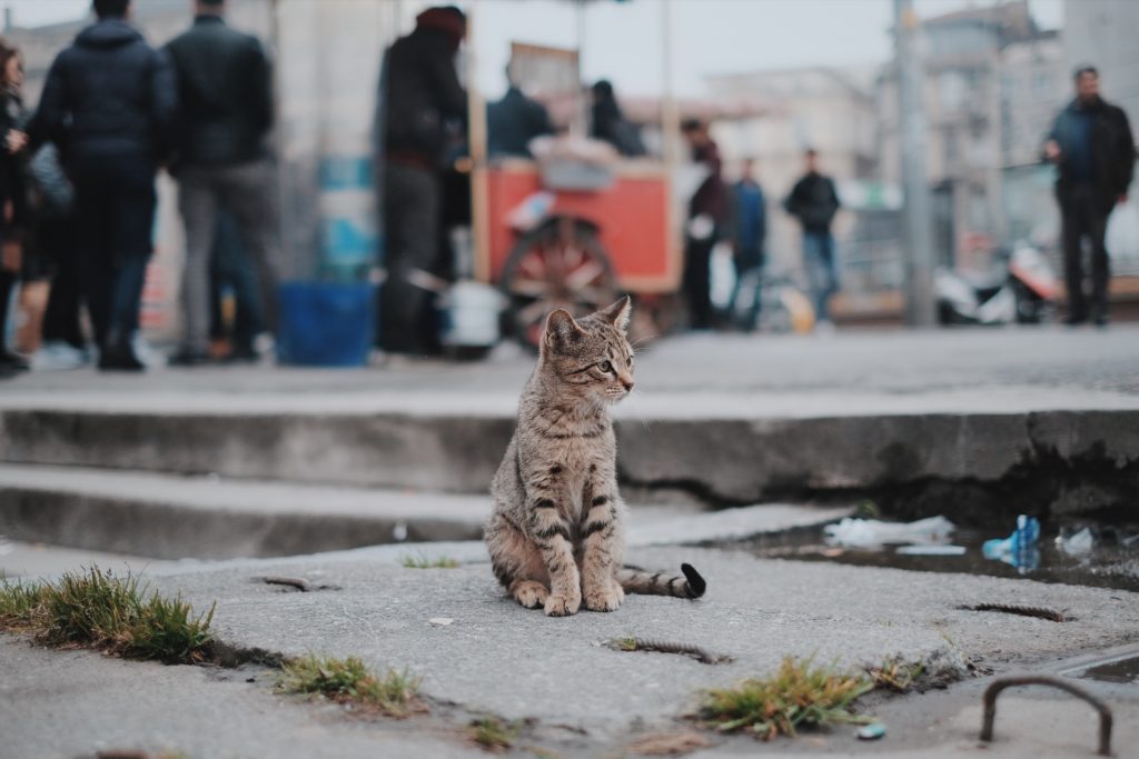 Бездомный кот