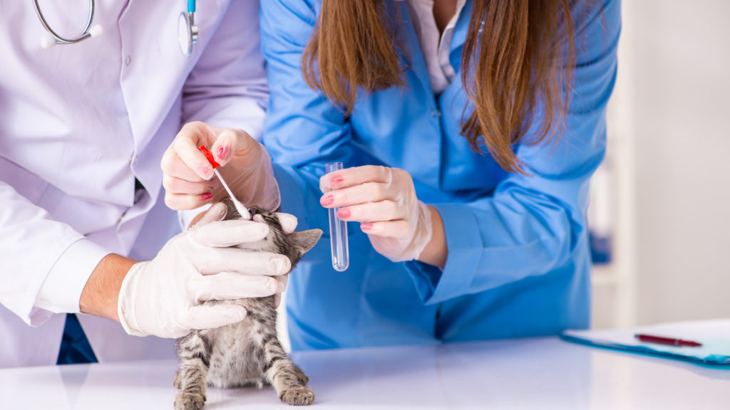 ветеринар берет соскоб со слизистой котенка