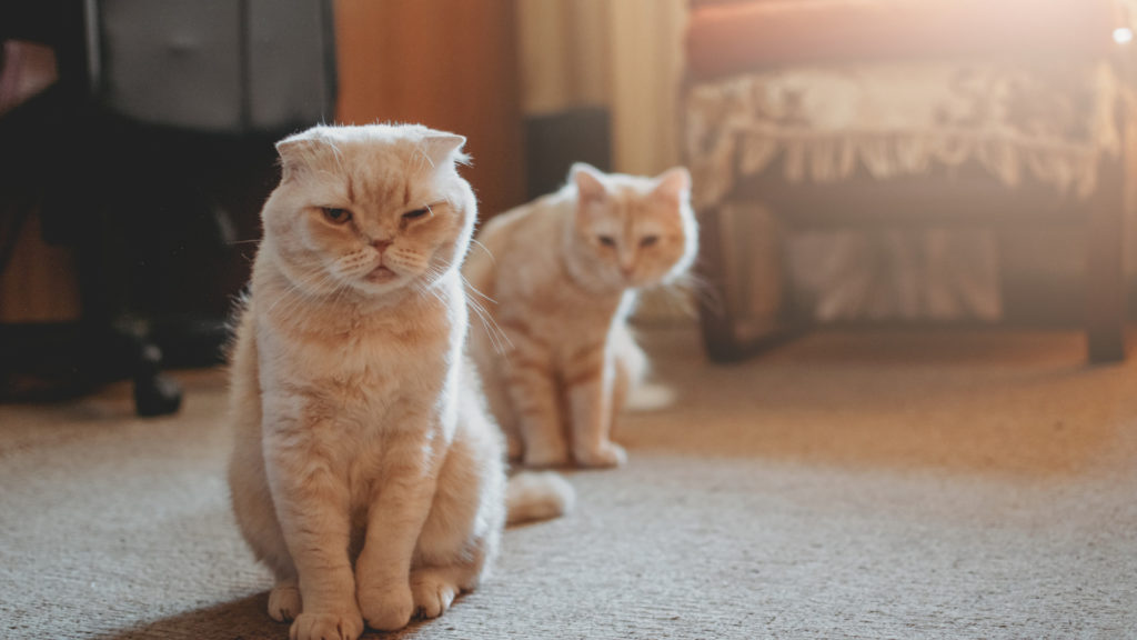 Кот и кошка шотландской породы