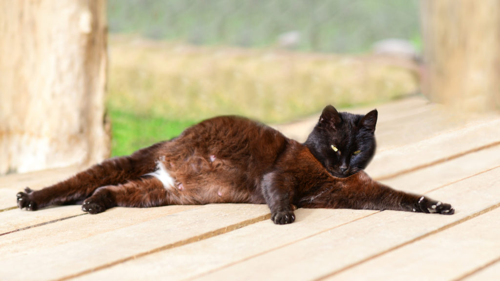 беременная черная кошка