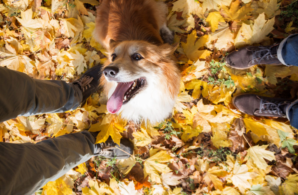 собака на фоне осенней листвы и ног хозяев