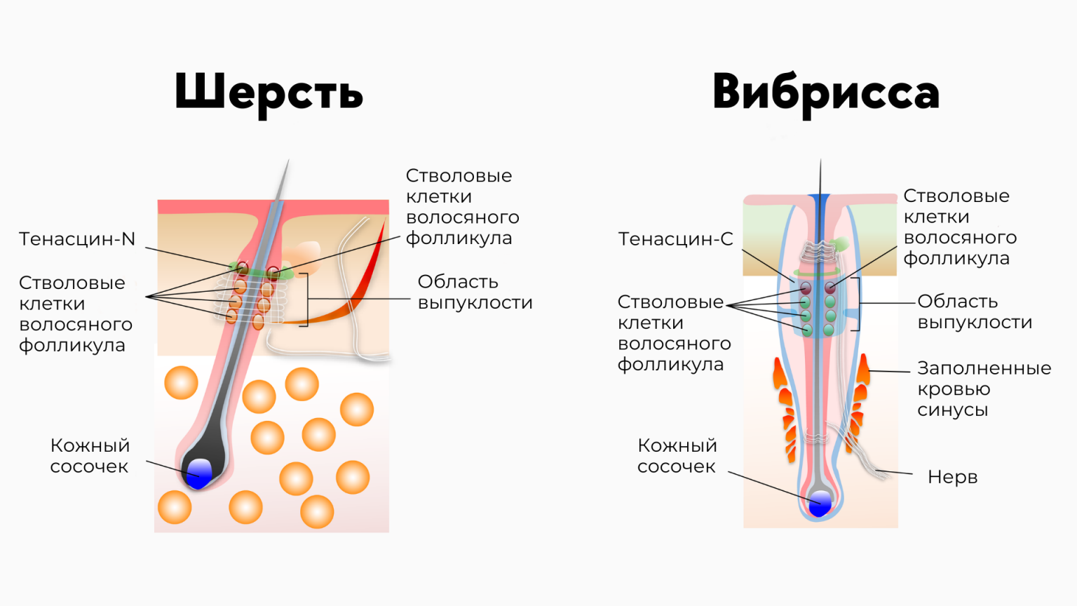 Кошачий ус в кошельке. Вибриссы строение. Строение кошачьего вибрисса. Строение кошачьего Уса. Строение усов у котов.