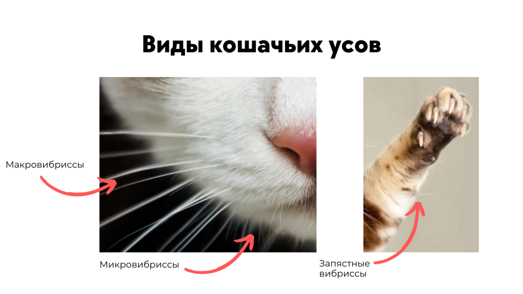 как называются усы у кошки по научному