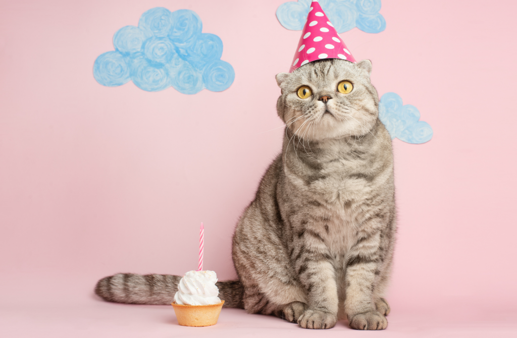 кошка в колпаке в честь дня рождения