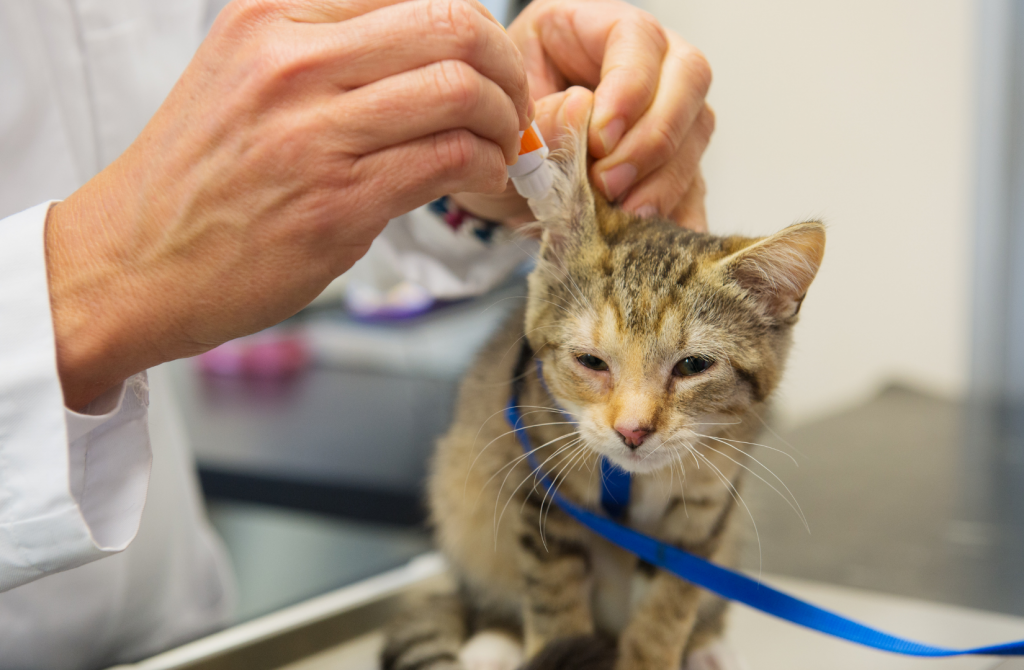 ветеринар закапывает капли от отодекоза котенку на шлейке