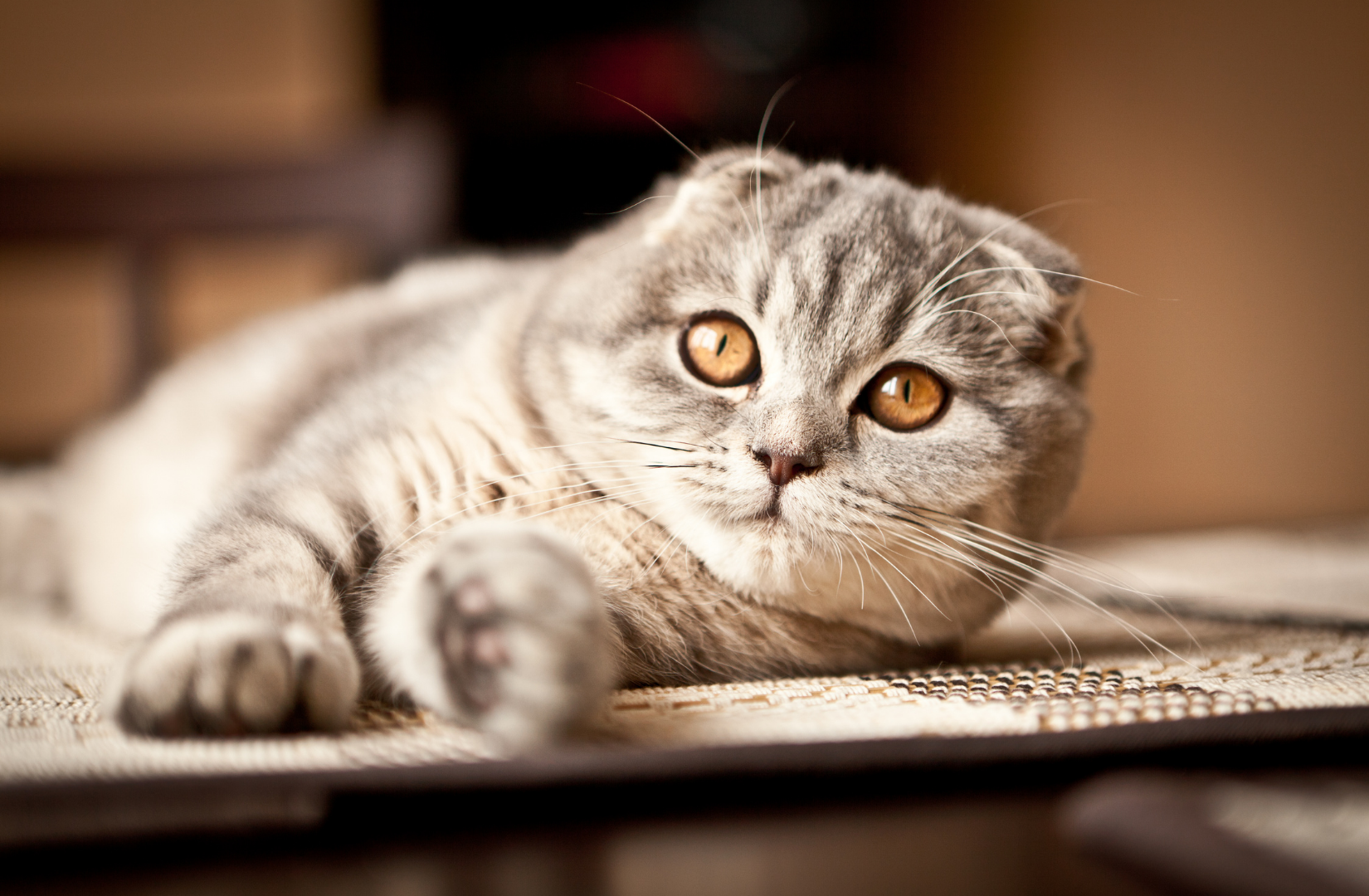 Рыжие британские котята ( фото) - фото - картинки и рисунки: скачать бесплатно