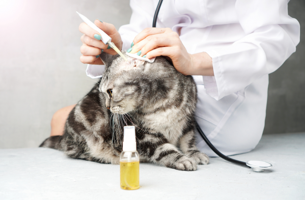 ветеринар закапывает капли в ухо полосатого кота