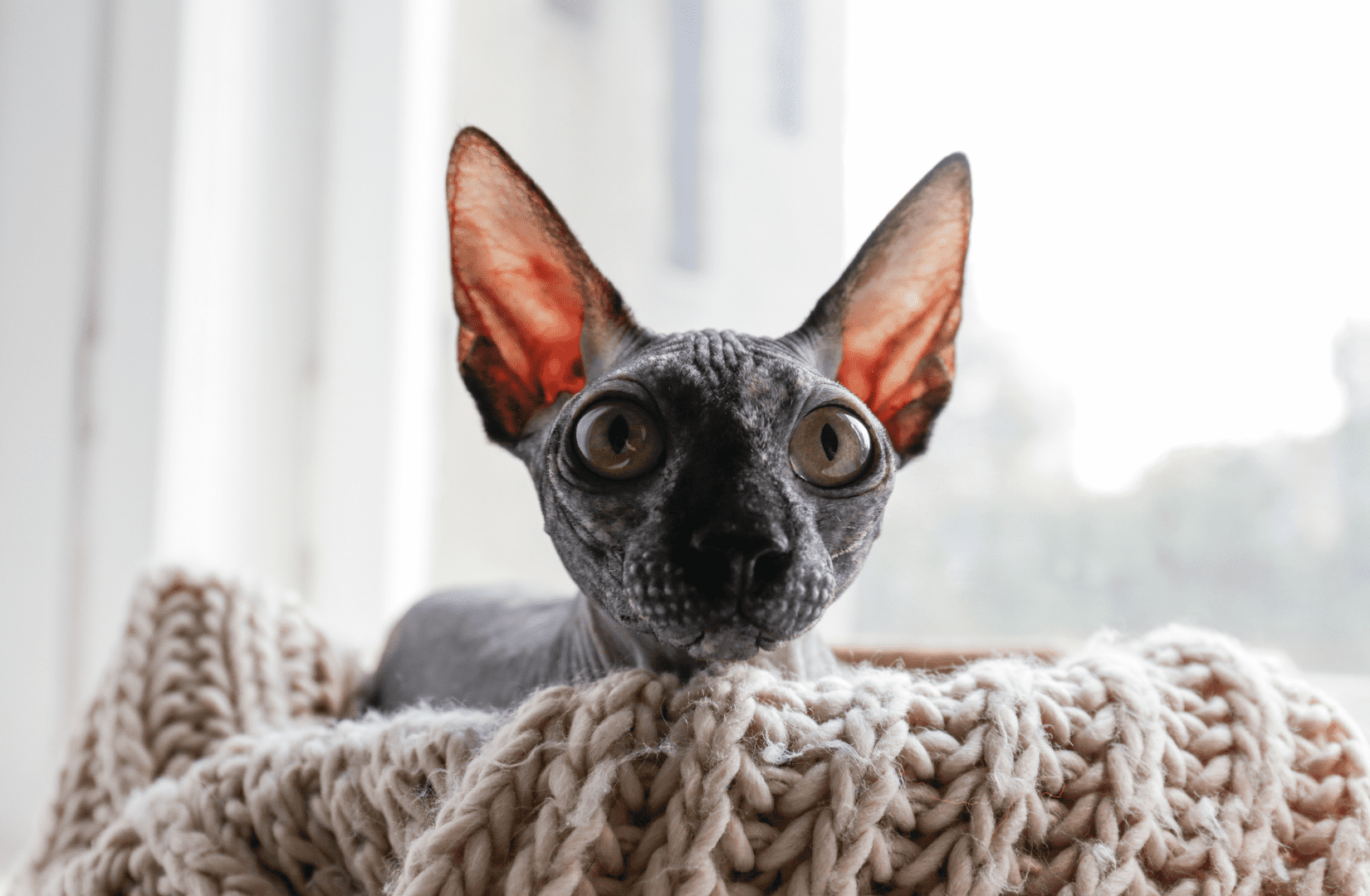 Породы кошек с большими ушами: виды, особенности - SUPERPET
