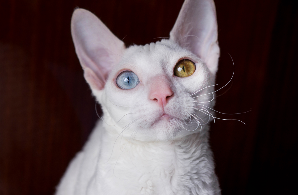 белый кот с цветными глазами
