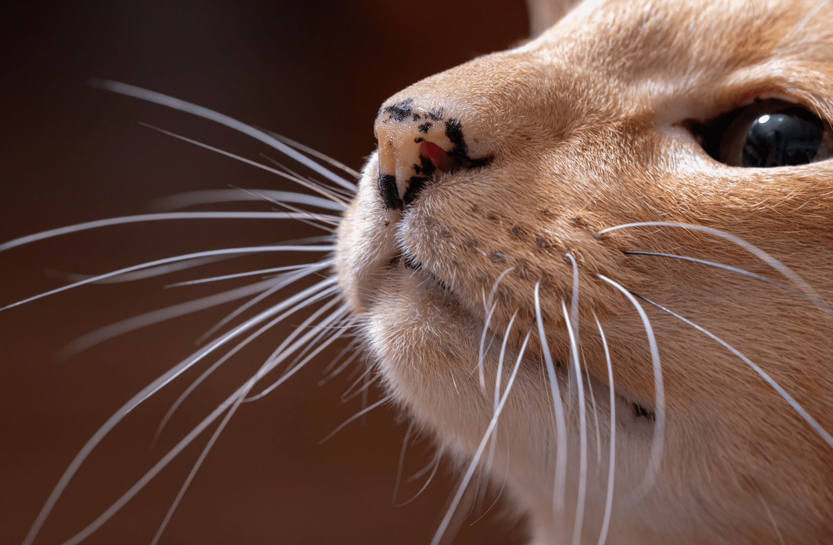 Зачем кошке усы: строение, расположение и функции вибриссов у питомцев