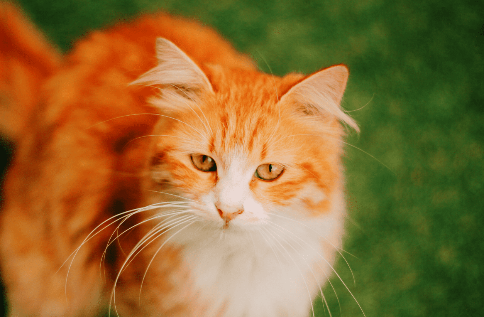 Увлекательные факты о рыжих кошках
