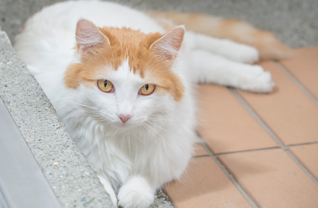 Породы рыжих кошек: особенности, названия пород, фото - SUPERPET