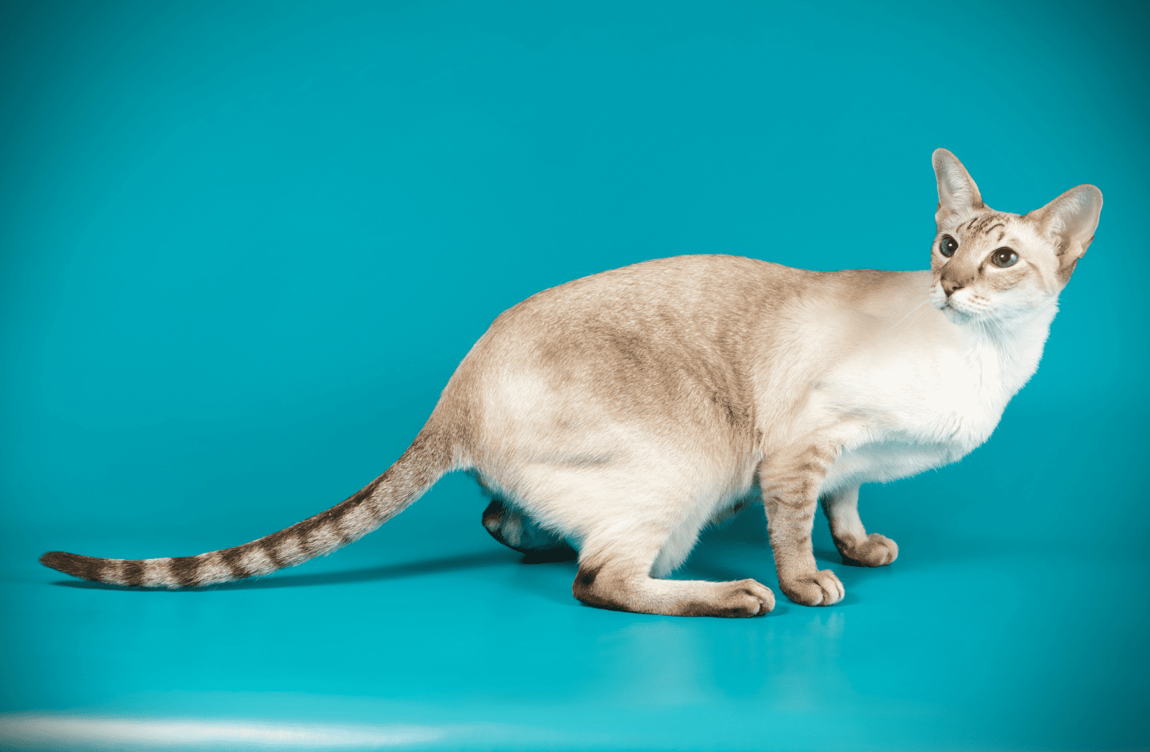 Ориентальная кошка: особенности породы, характер - SUPERPET