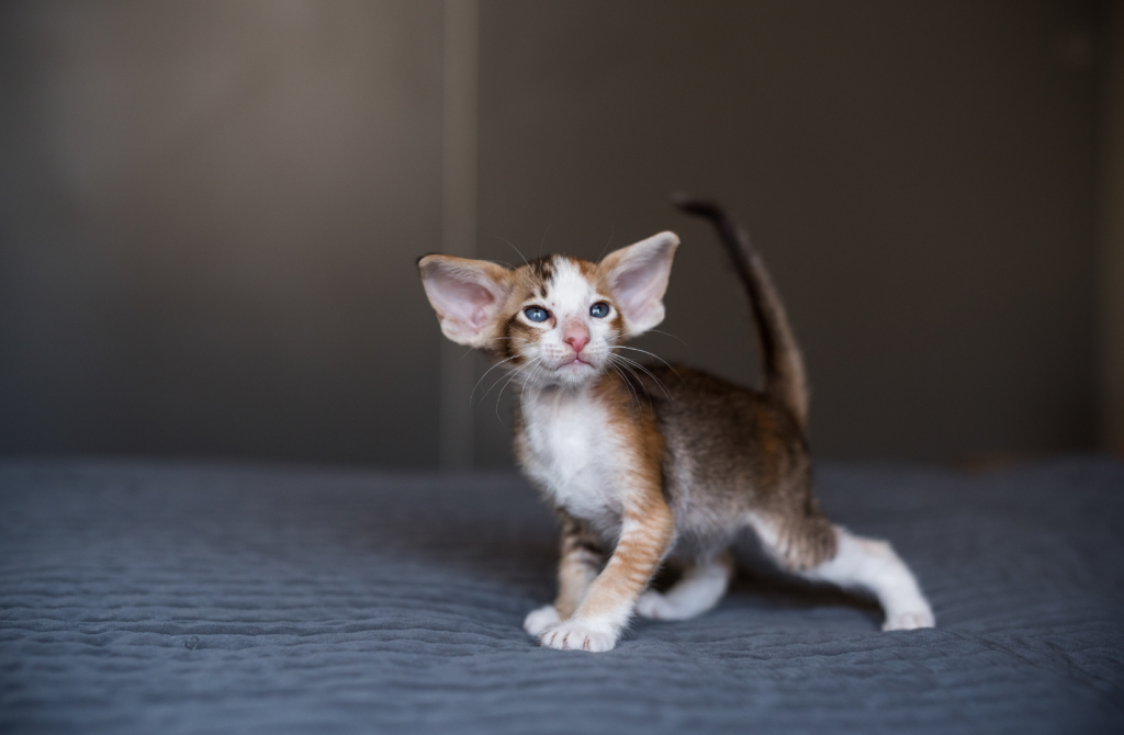 ориентальный котенок