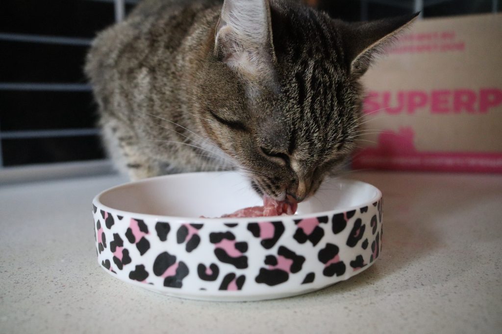 Как правильно кормить кошку: правила кормления сухим и влажным кормом | Лакомства Dreamies™
