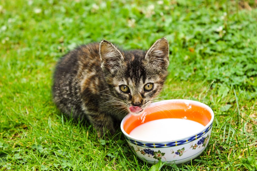 Чем кормить новорожденных котят без молока: полезные советы и рекомендации