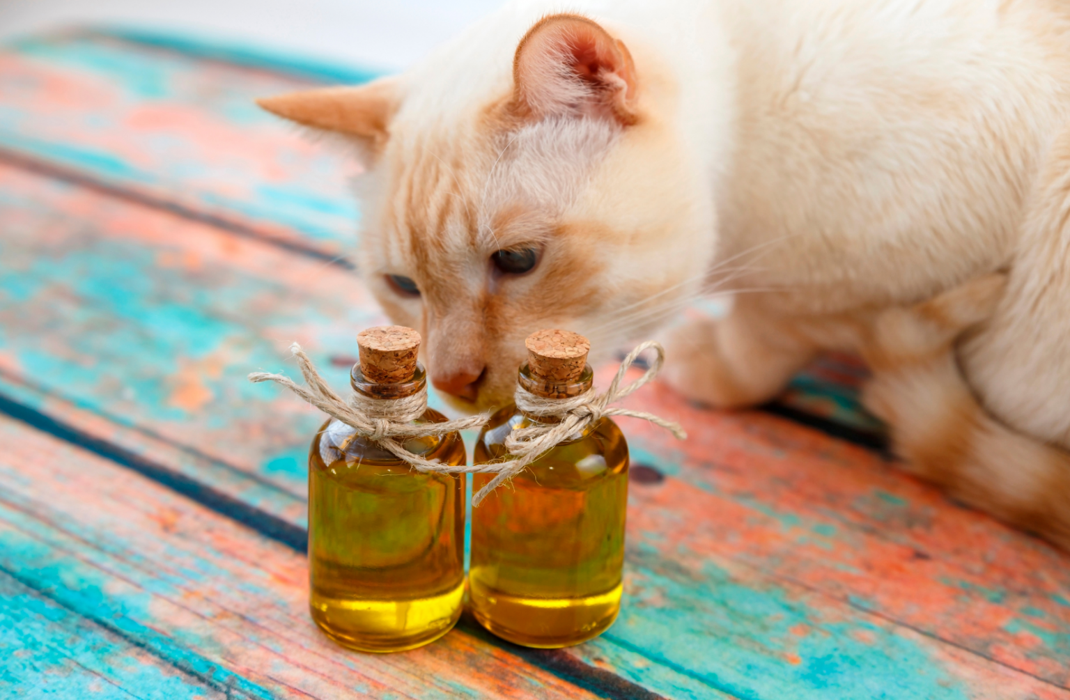 Растительное масло котам. Ароматерапия для животных. Кошки и эфирные масла. Котики маслом. Ароматический котик.