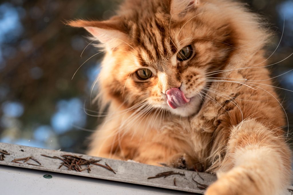 Питание взрослых мейн-кунов, как правильно и чем лучше кормить кота  майкуна: что ест, рацион и кормление, можно ли рыбу, молоко и сырое мясо,  какие каши мэйкун кушает в домашних условиях, что нельзя