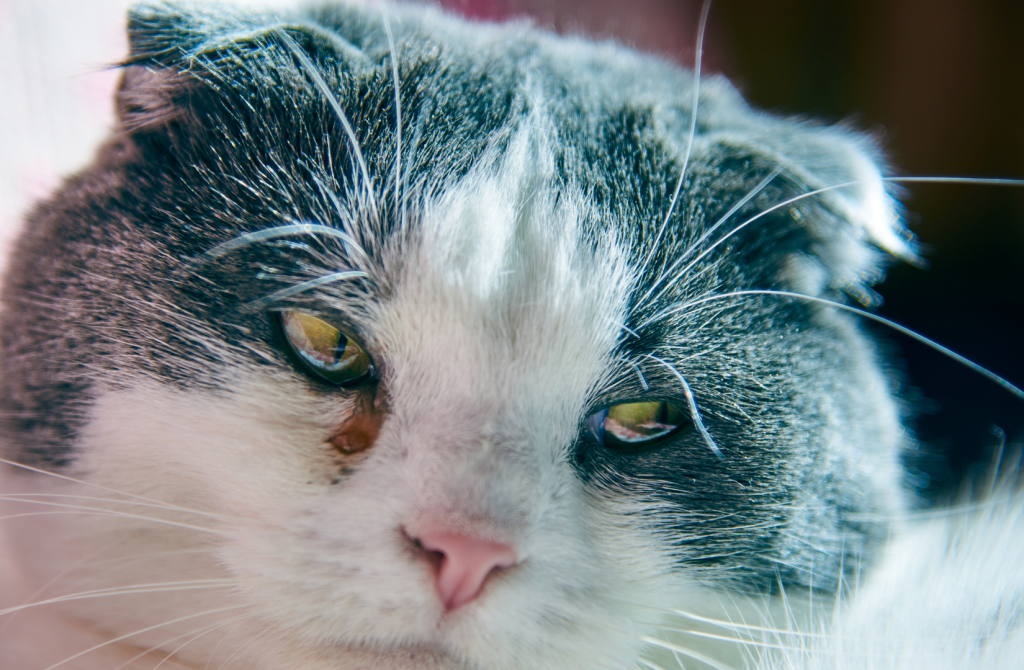 Почему у кошек глаза слезятся: причины и лечение