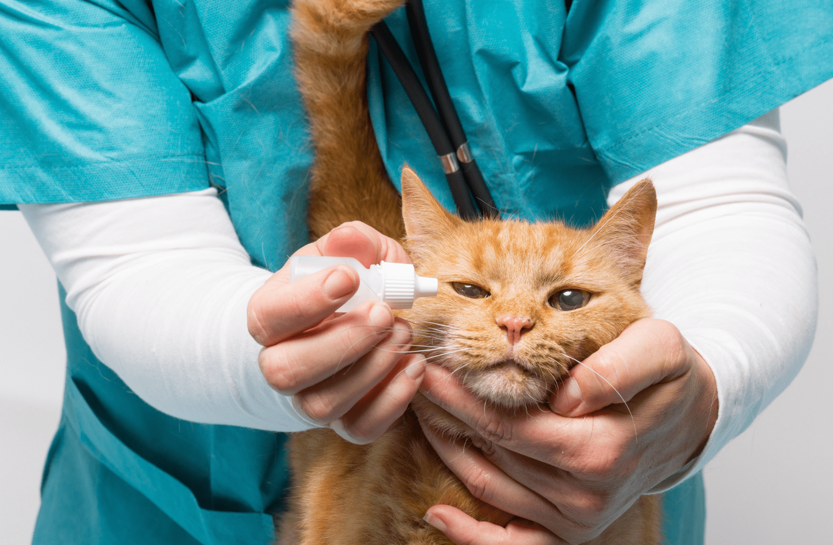 Закапать в нос кошке. Инфекционные заболевания кошек. Кошка Ветеринария. Офтальмология животных.