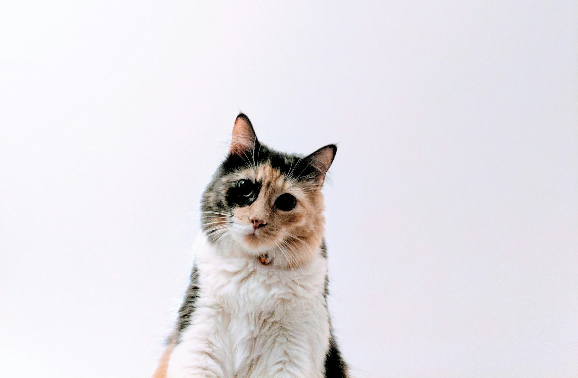 Выделения из глаз у кота: всё о норме