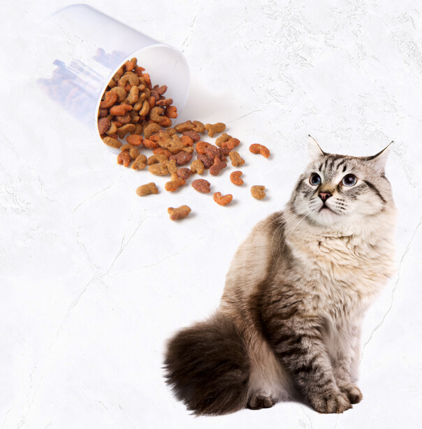 Как похудеть коту кастрированному в домашних условиях без вреда для здоровья
