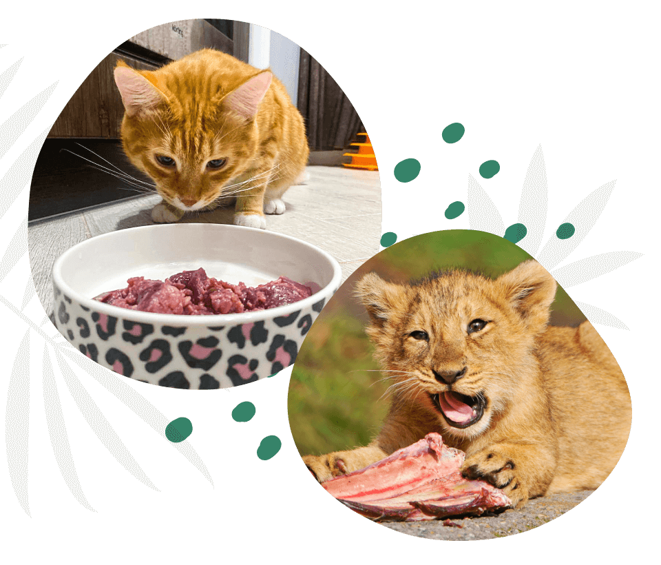 Сколько раз кормят кошек в день: сколько нужно еды в сутки и как часто надо  и можно кормить взрослого кота, сколько он должен съедать или есть, норма  кормления, сколько едят кошки