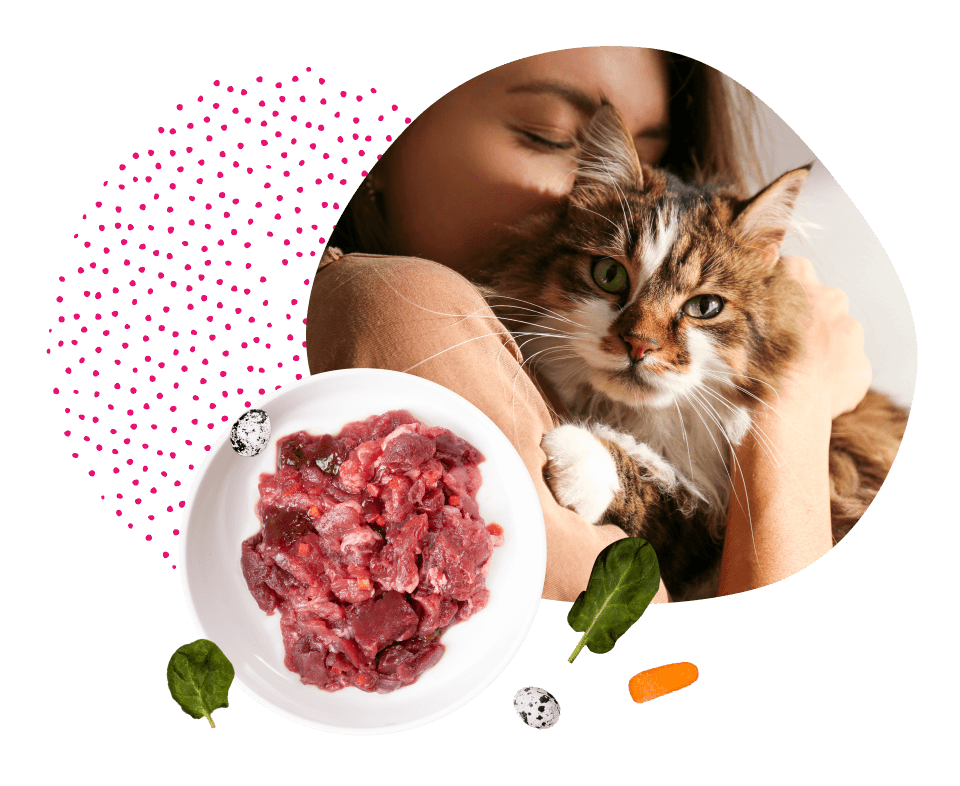 Сколько раз кормят кошек в день: сколько нужно еды в сутки и как часто надо  и можно кормить взрослого кота, сколько он должен съедать или есть, норма  кормления, сколько едят кошки