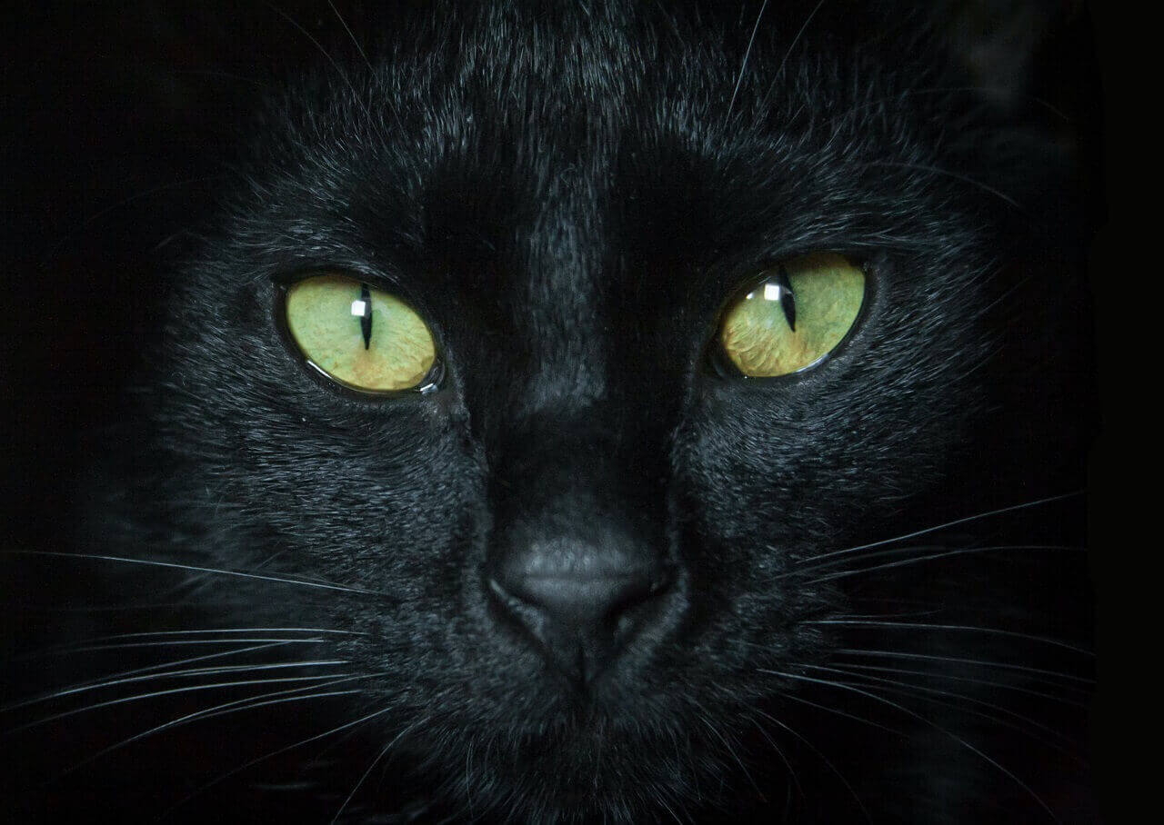 Как кошки видят в темноте: особенности и способы ориентации
