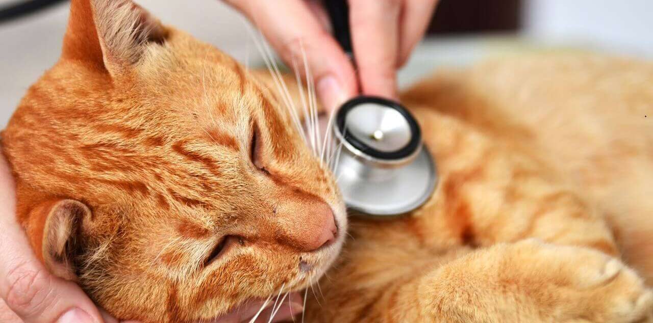 Диагностика и лечение мочекаменной болезни у котов