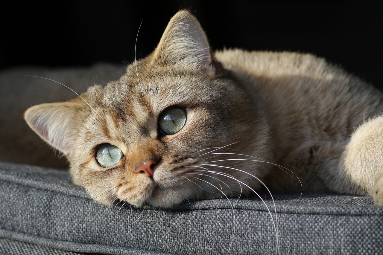Чем опасна чумка у кошек и собак? — статьи на сайте интернет-магазина