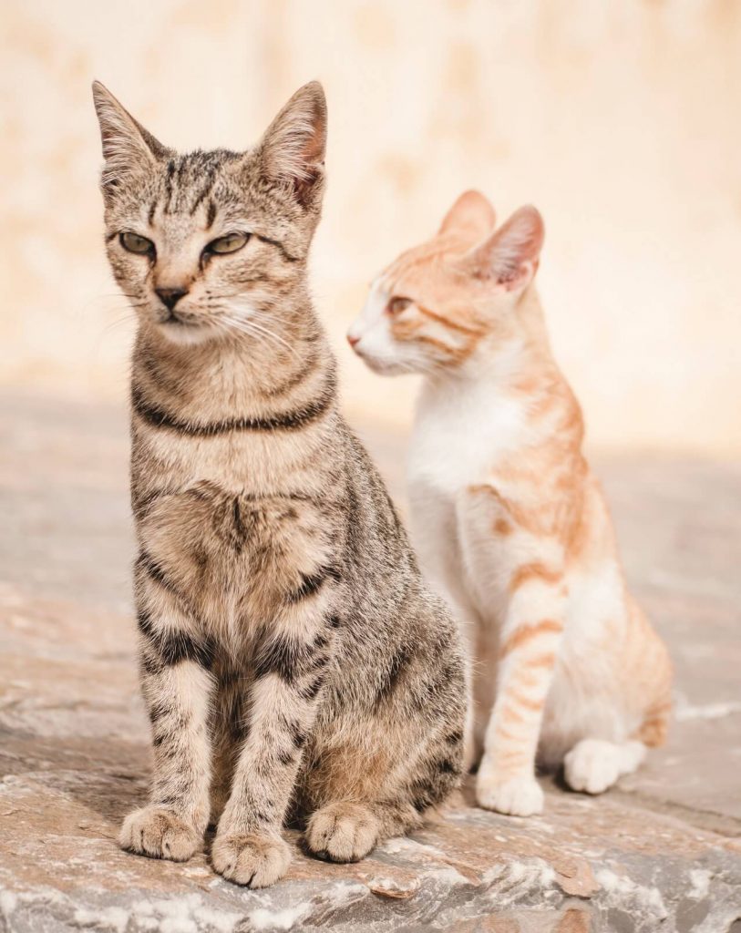 Лишай у кошек: особенности, методы лечения - SUPERPET