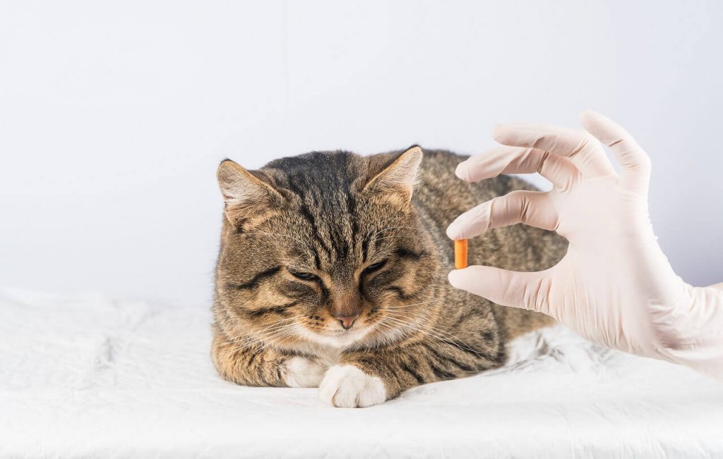 Глисты у кошек, лечение