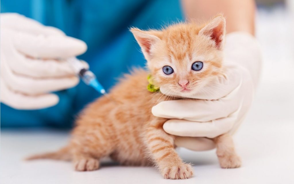 Комплексное симптоматическое лечение чумки у кошек