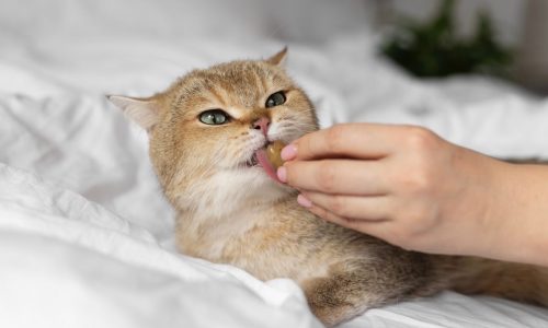 Подраздел 2.2: Продукты, которые следует исключить при кормлении кошки
